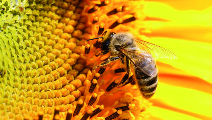 Čebelarstvo